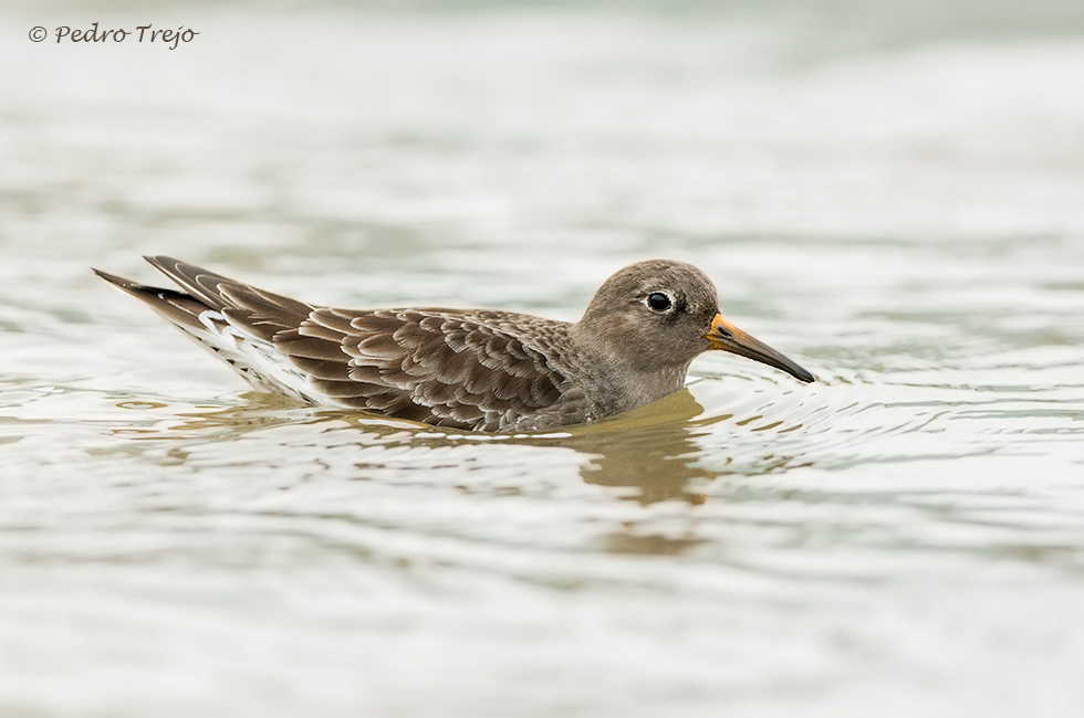 Correlimos oscuro (Calidris maritima)